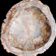 Huge Petrified Wood bowl 295*275*54mm 6100g in sunlight - Rocks and Things Store