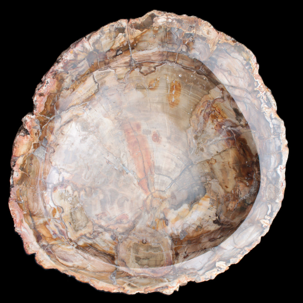 Huge Petrified Wood bowl 295*275*54mm 6100g in sunlight - Rocks and Things Store