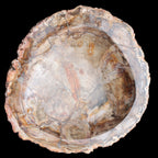 Huge Petrified Wood bowl 295*275*54mm 6100g in sunlight - Rocks and Things Store