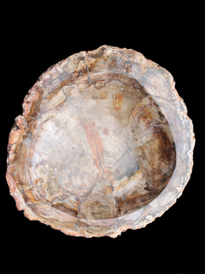 Huge Petrified Wood bowl 295*275*54mm 6100g