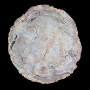 Huge Petrified Wood bowl 295*275*54mm 6100g in sunlight - Rocks and Things Store