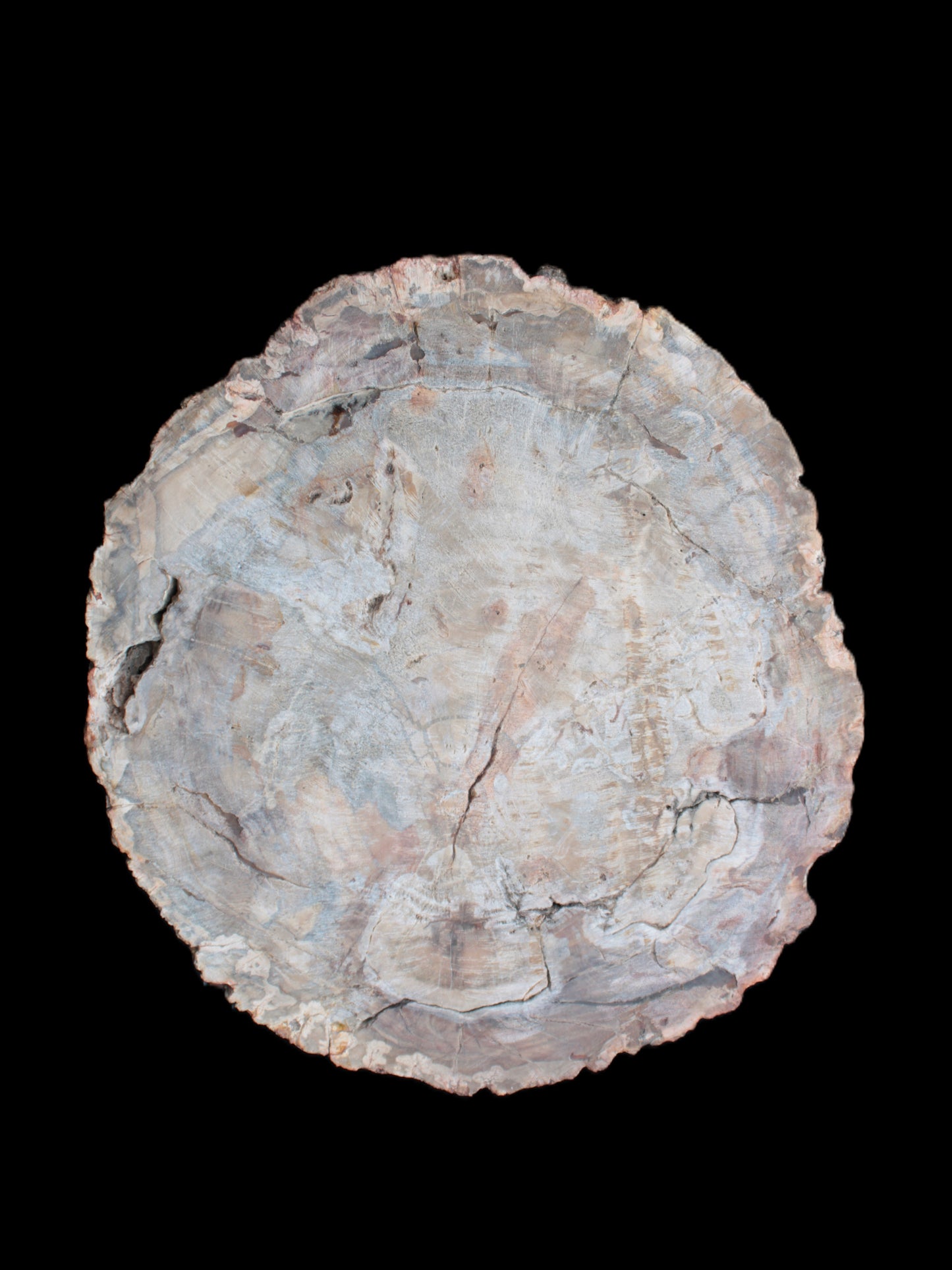 Huge Petrified Wood bowl 295*275*54mm 6100g