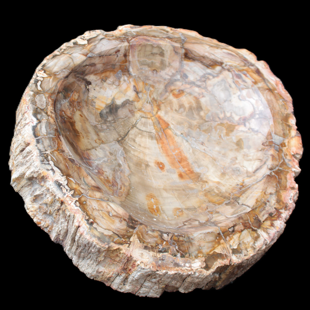 Huge Petrified Wood bowl 295*275*54mm 6100g in sunlight - Rocks and Things Store