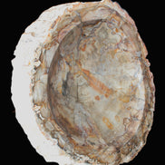 Huge Petrified Wood bowl 295*275*54mm 6100g in sunlight - Rocks and Things Store