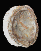 Huge Petrified Wood bowl 295*275*54mm 6100g in sunlight - Rocks and Things Store
