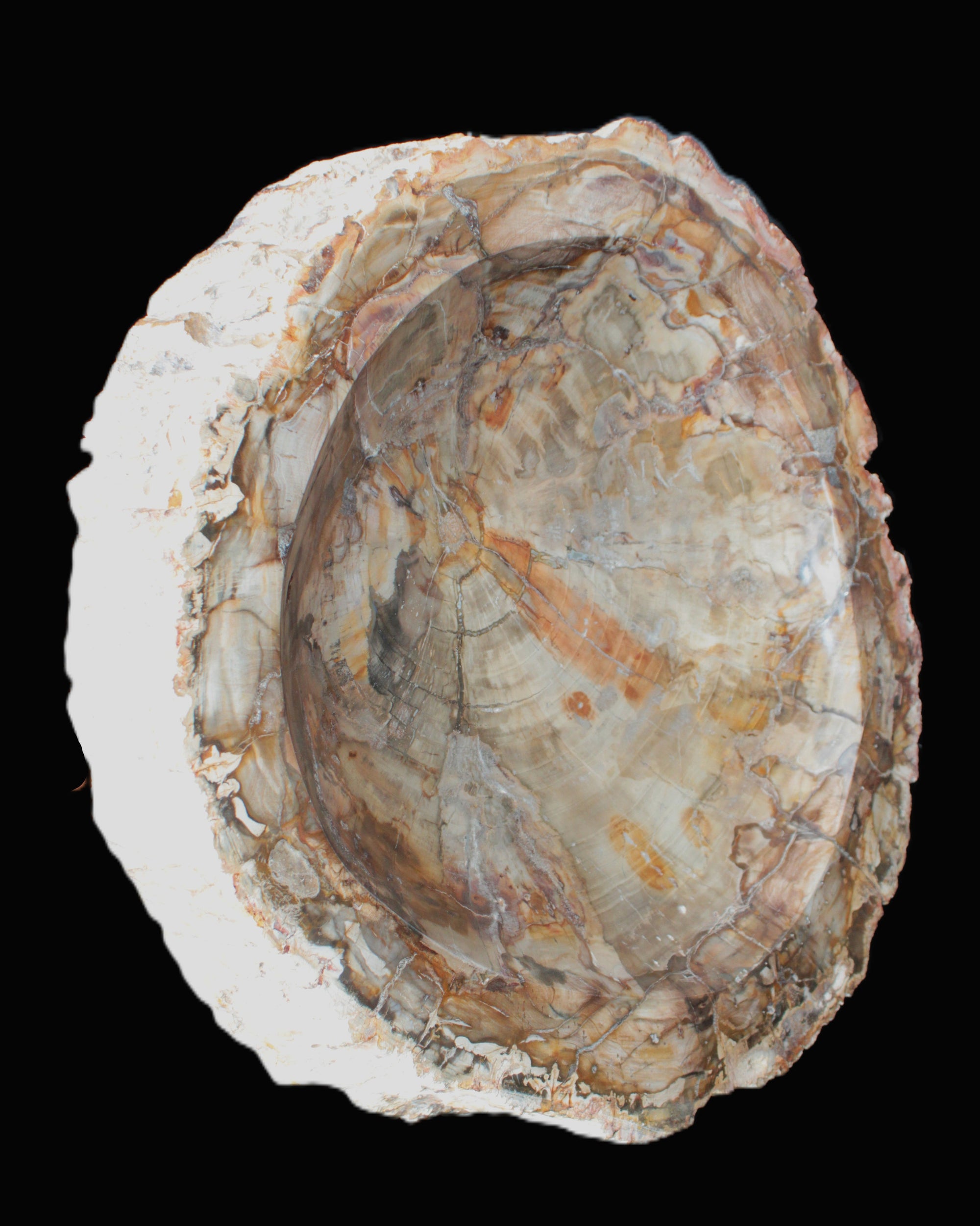Huge Petrified Wood bowl 295*275*54mm 6100g in sunlight - Rocks and Things Store