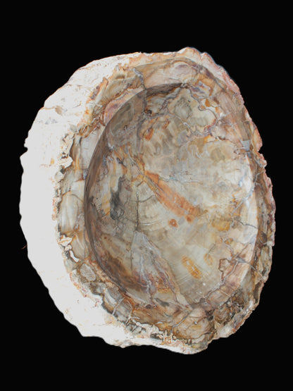 Huge Petrified Wood bowl 295*275*54mm 6100g