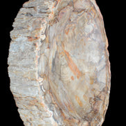 Huge Petrified Wood bowl 295*275*54mm 6100g in sunlight - Rocks and Things Store
