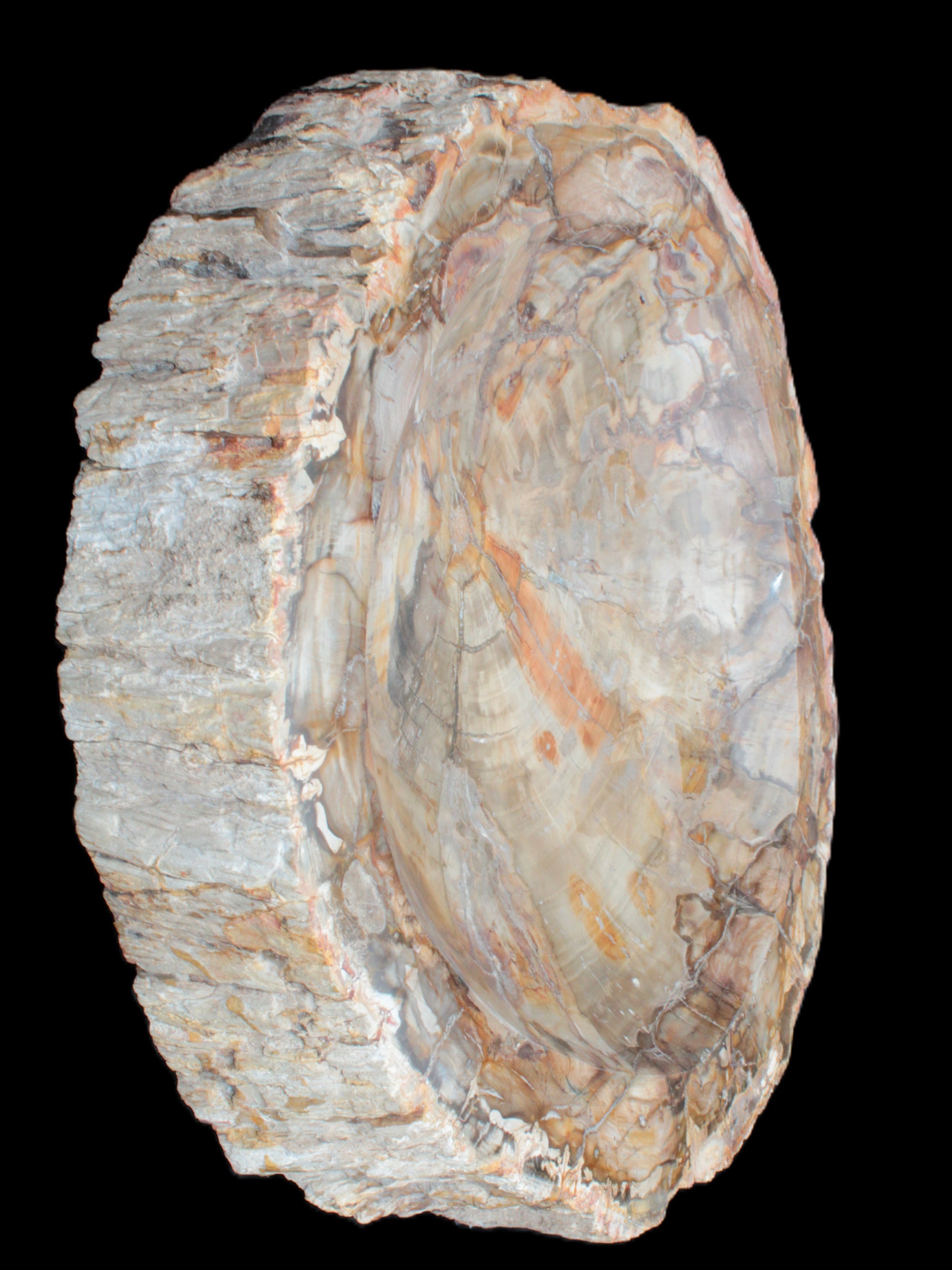 Huge Petrified Wood bowl 295*275*54mm 6100g in sunlight - Rocks and Things Store