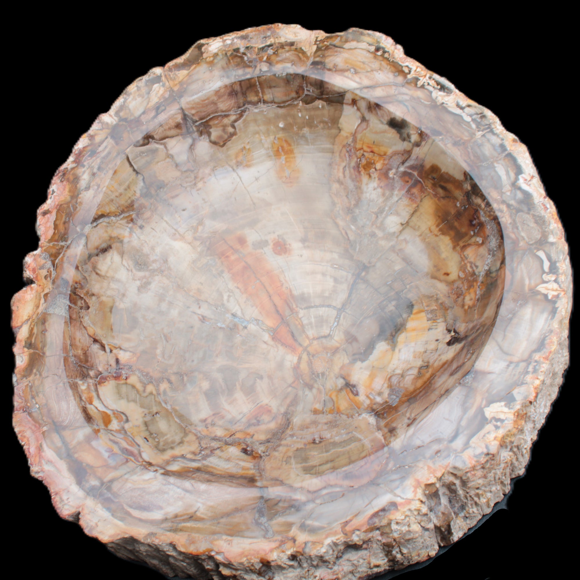 Huge Petrified Wood bowl 295*275*54mm 6100g in sunlight - Rocks and Things Store
