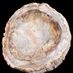 Huge Petrified Wood bowl 295*275*54mm 6100g in sunlight - Rocks and Things Store