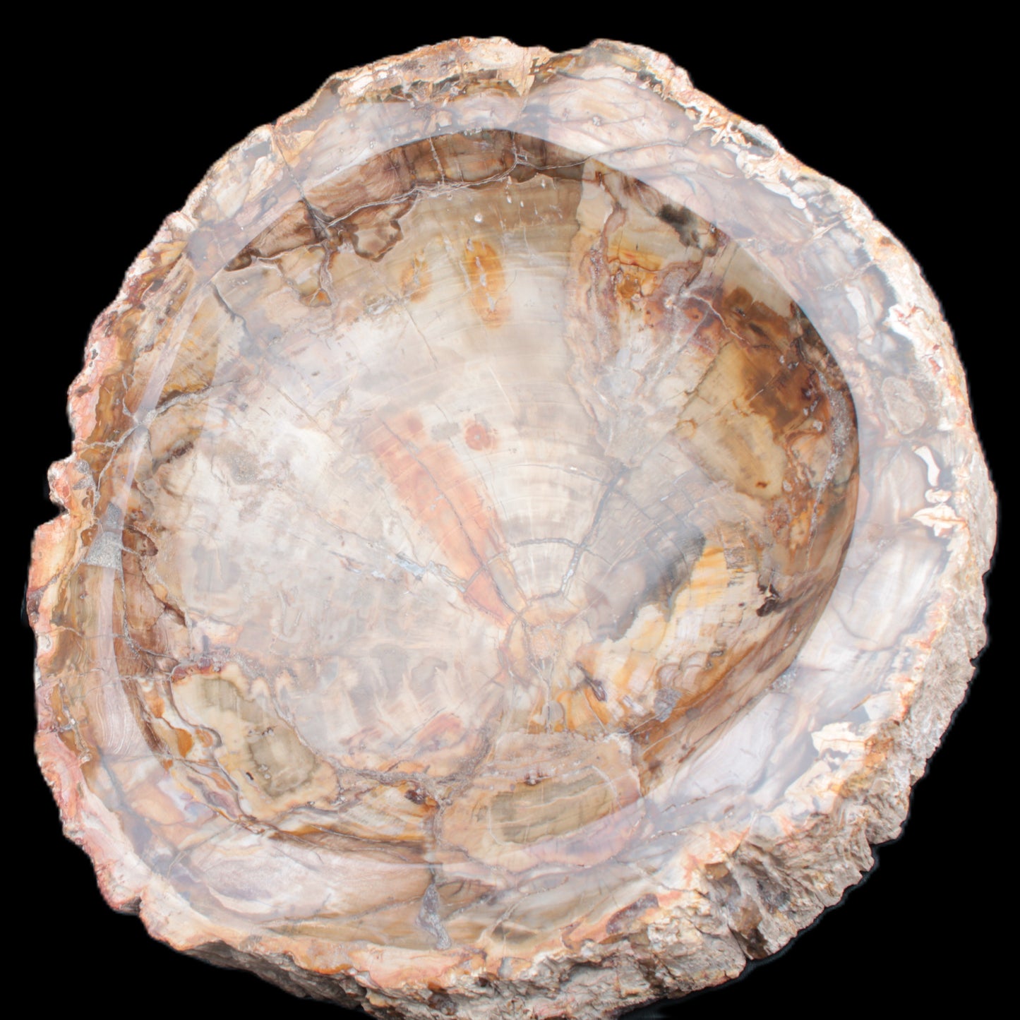 Huge Petrified Wood bowl 295*275*54mm 6100g