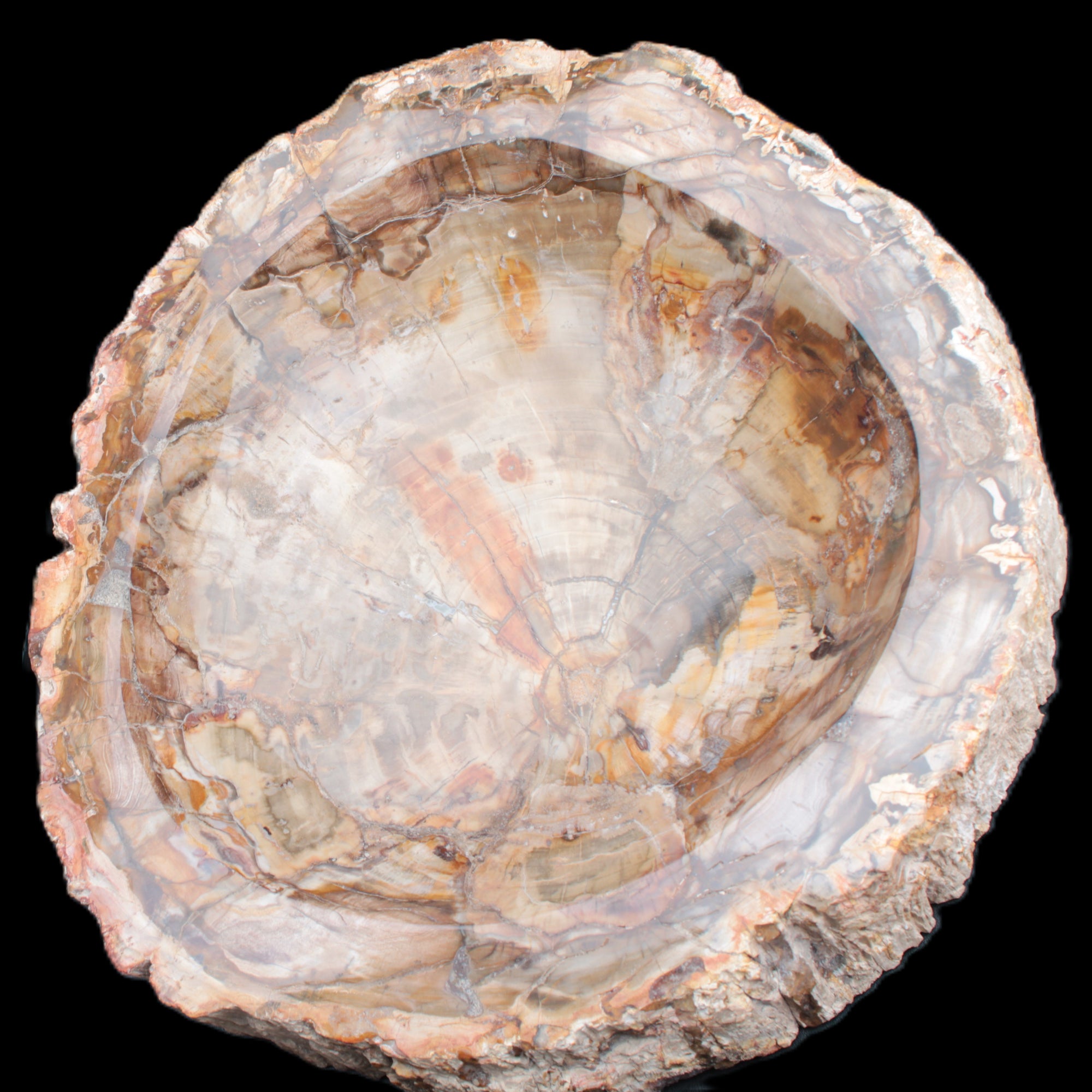 Huge Petrified Wood bowl 295*275*54mm 6100g in sunlight - Rocks and Things Store
