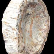 Huge Petrified Wood bowl 295*275*54mm 6100g in sunlight - Rocks and Things Store