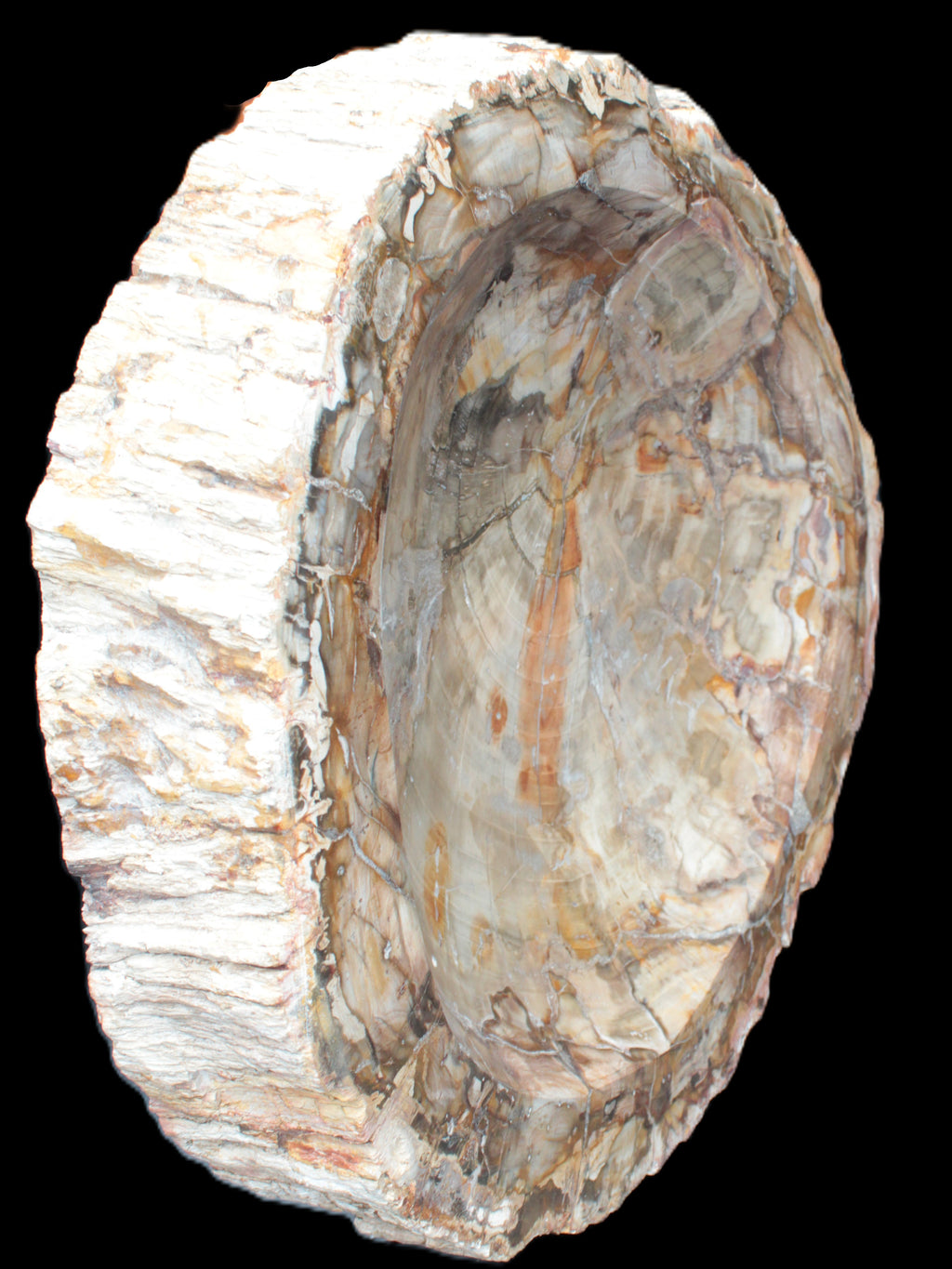 Huge Petrified Wood bowl 295*275*54mm 6100g in sunlight - Rocks and Things Store