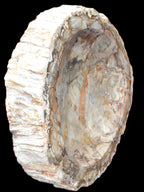 Huge Petrified Wood bowl 295*275*54mm 6100g in sunlight - Rocks and Things Store
