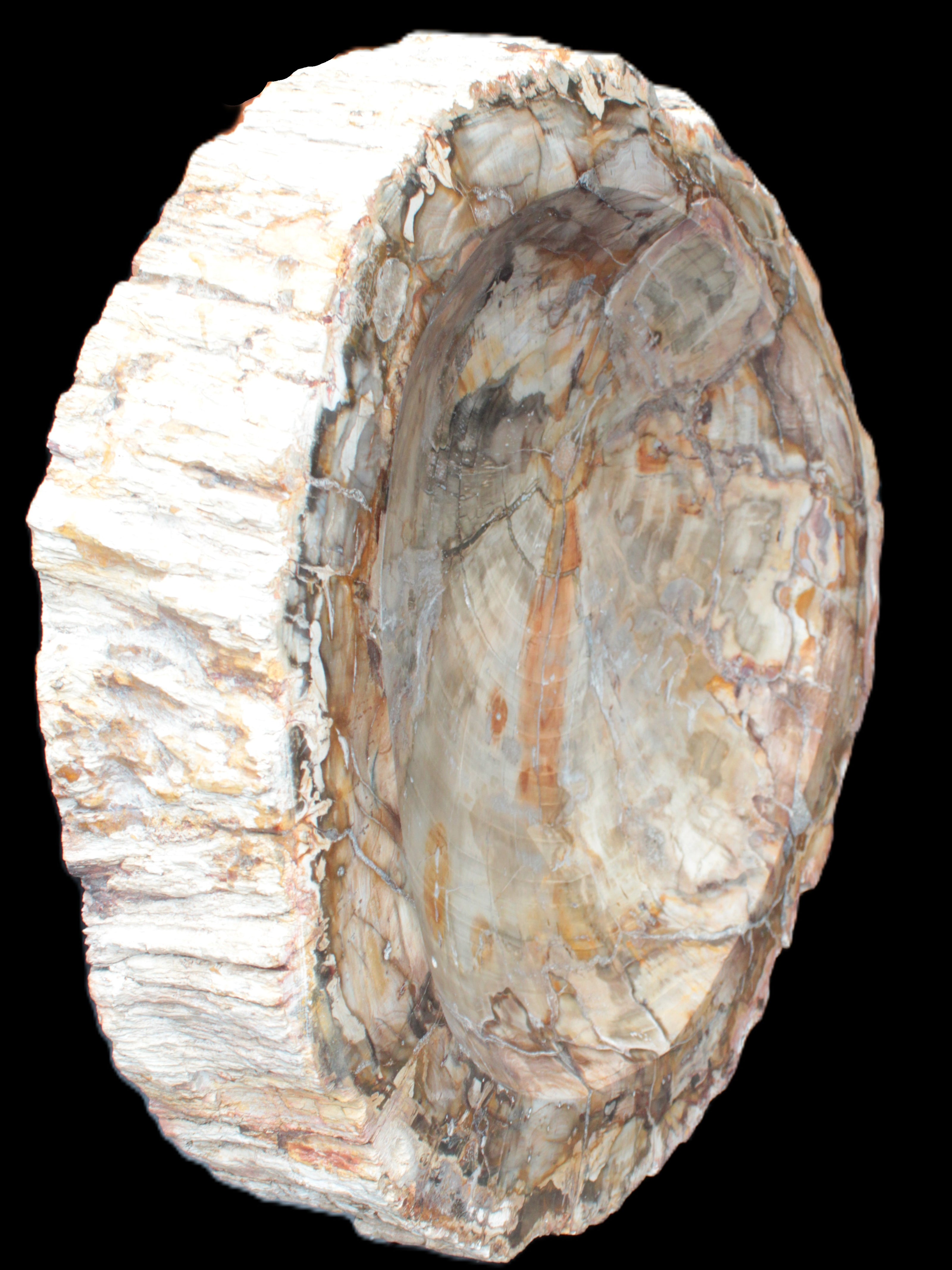 Huge Petrified Wood bowl 295*275*54mm 6100g in sunlight - Rocks and Things Store