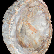 Huge Petrified Wood bowl 295*275*54mm 6100g in sunlight - Rocks and Things Store