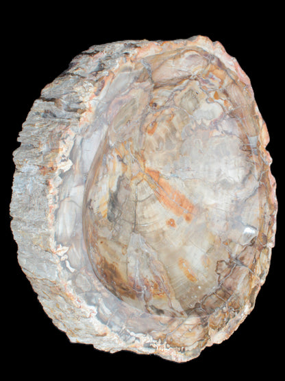 Huge Petrified Wood bowl 295*275*54mm 6100g