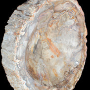 Huge Petrified Wood bowl 295*275*54mm 6100g in sunlight - Rocks and Things Store