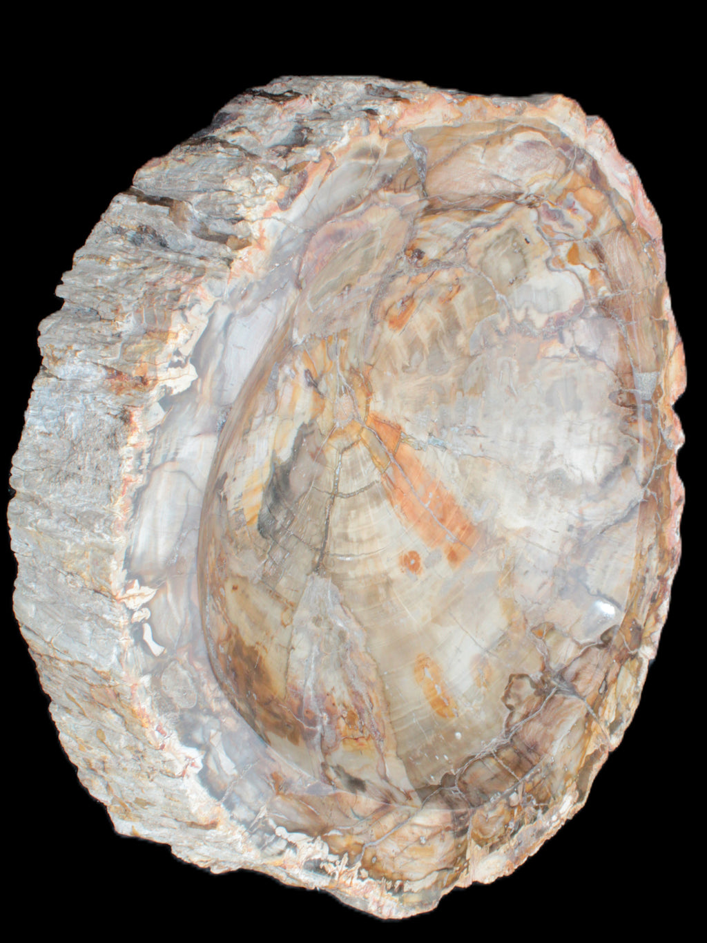 Huge Petrified Wood bowl 295*275*54mm 6100g in sunlight - Rocks and Things Store