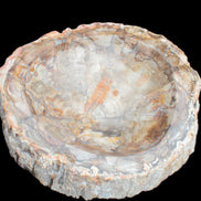 Huge Petrified Wood bowl 295*275*54mm 6100g in sunlight - Rocks and Things Store