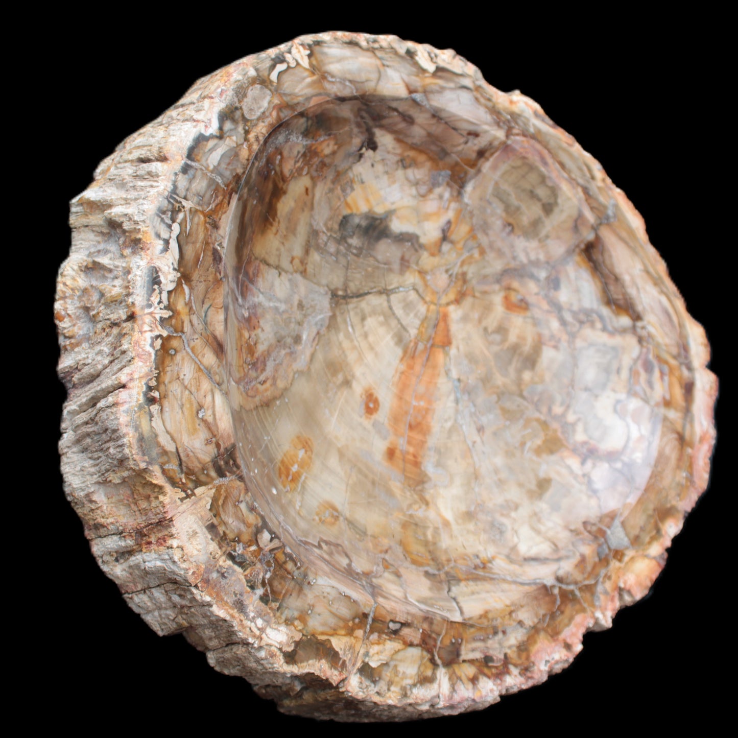 Huge Petrified Wood bowl 295*275*54mm 6100g