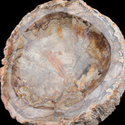 Huge Petrified Wood bowl 295*275*54mm 6100g in sunlight - Rocks and Things Store