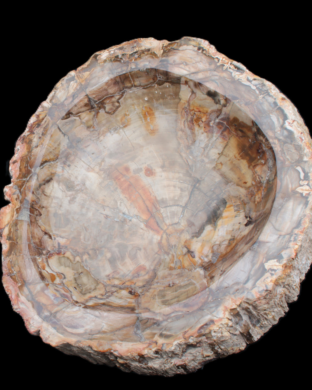 Huge Petrified Wood bowl 295*275*54mm 6100g in sunlight - Rocks and Things Store