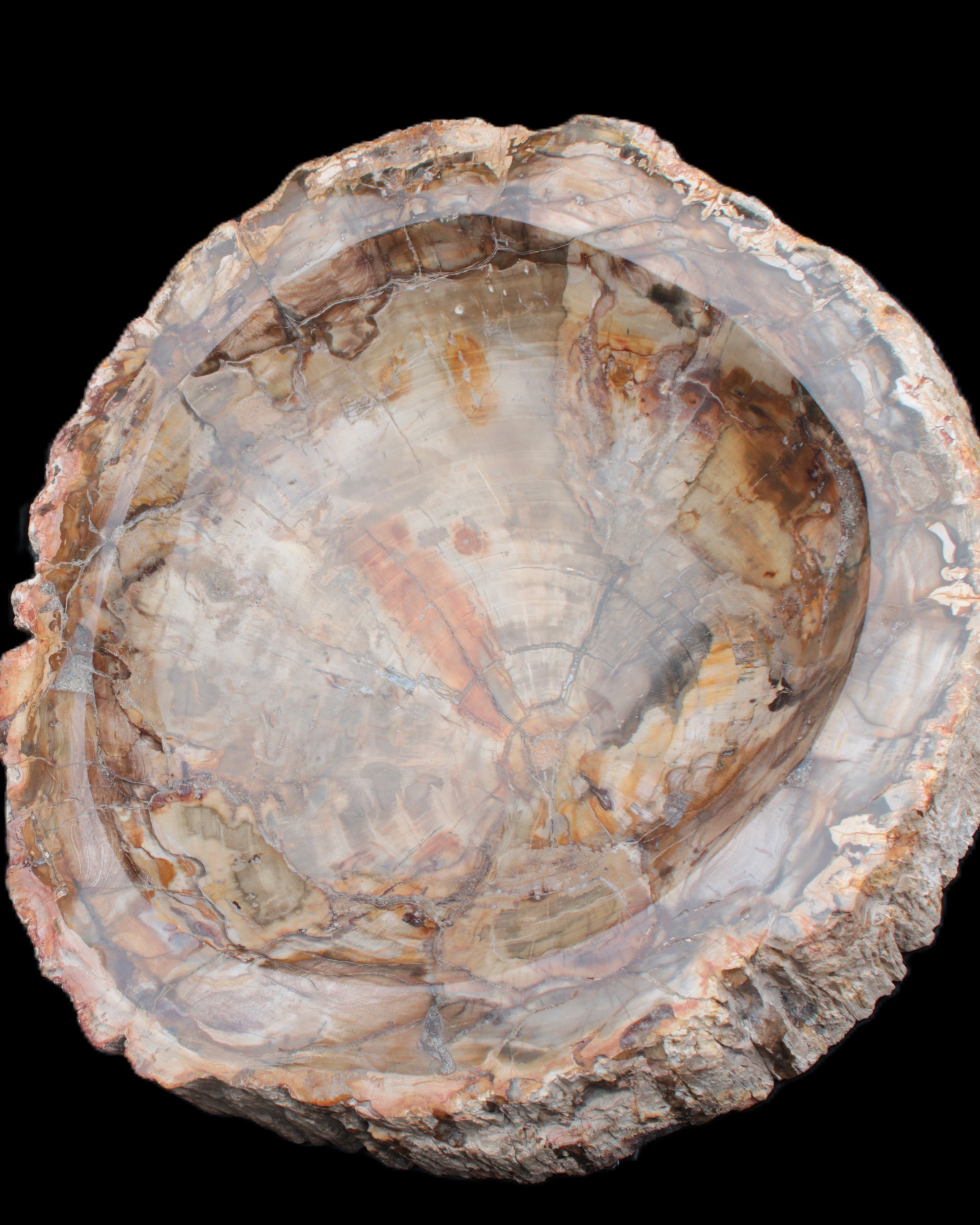 Huge Petrified Wood bowl 295*275*54mm 6100g in sunlight - Rocks and Things Store