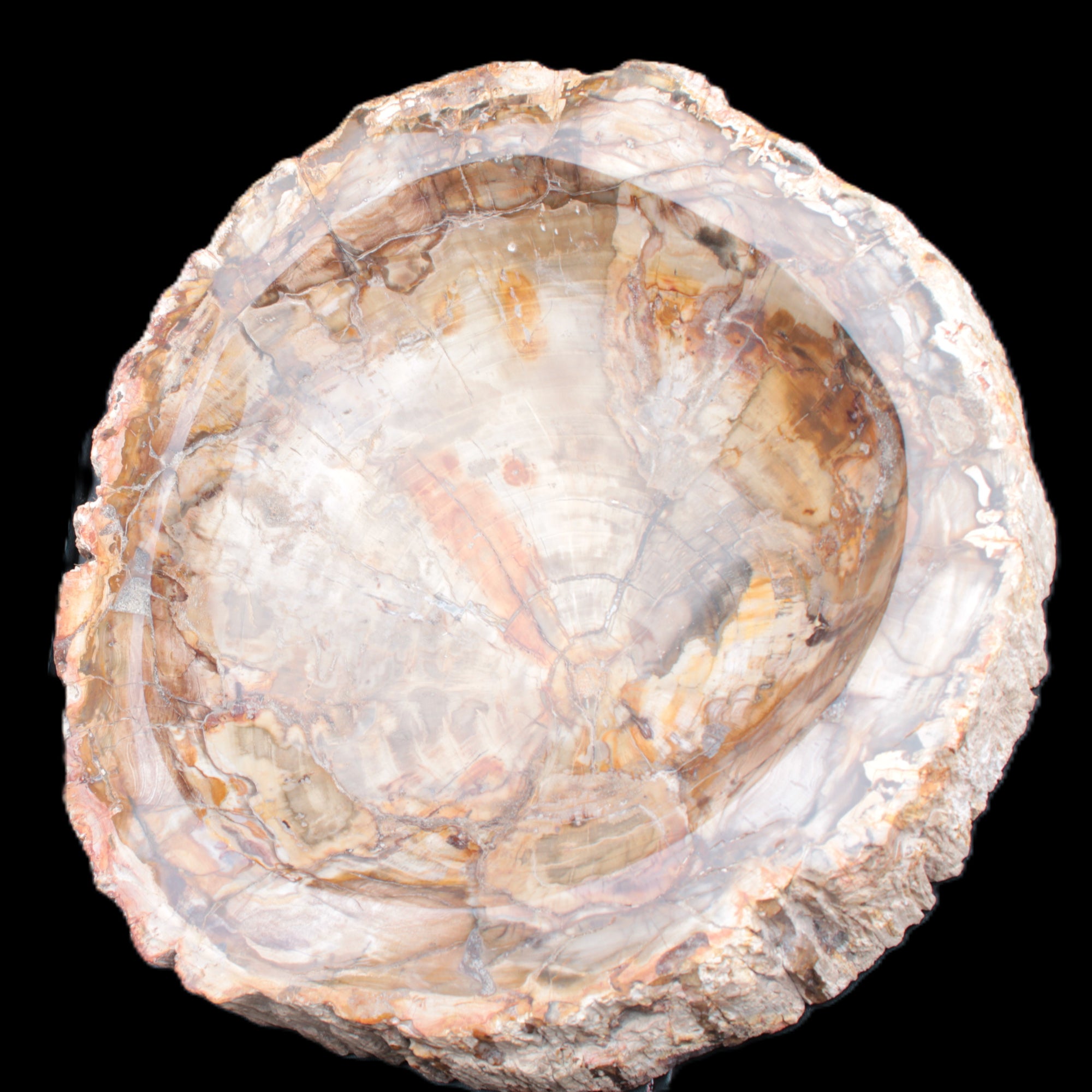 Huge Petrified Wood bowl 295*275*54mm 6100g in sunlight - Rocks and Things Store