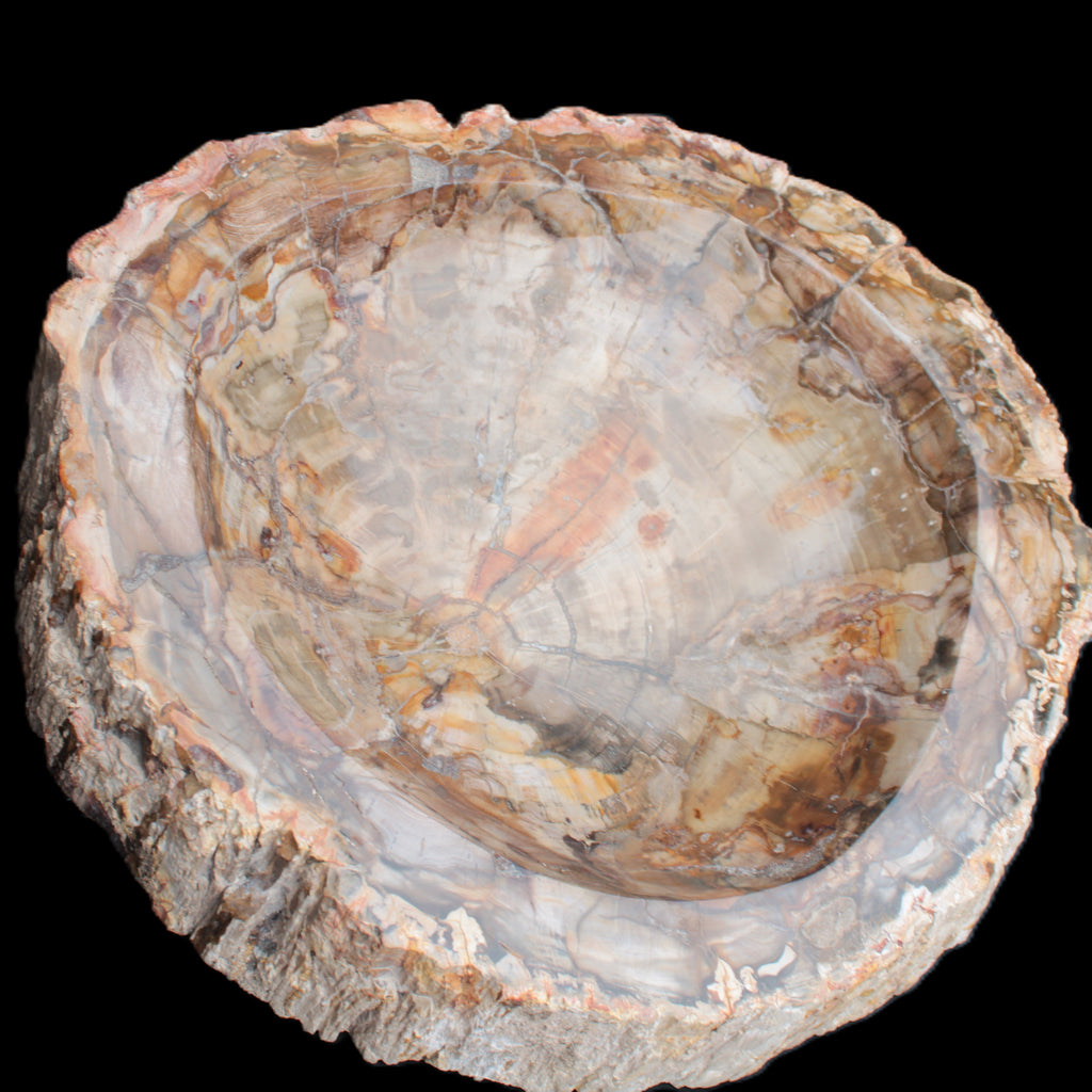 Huge Petrified Wood bowl 295*275*54mm 6100g in sunlight - Rocks and Things Store