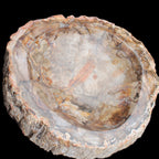 Huge Petrified Wood bowl 295*275*54mm 6100g in sunlight - Rocks and Things Store