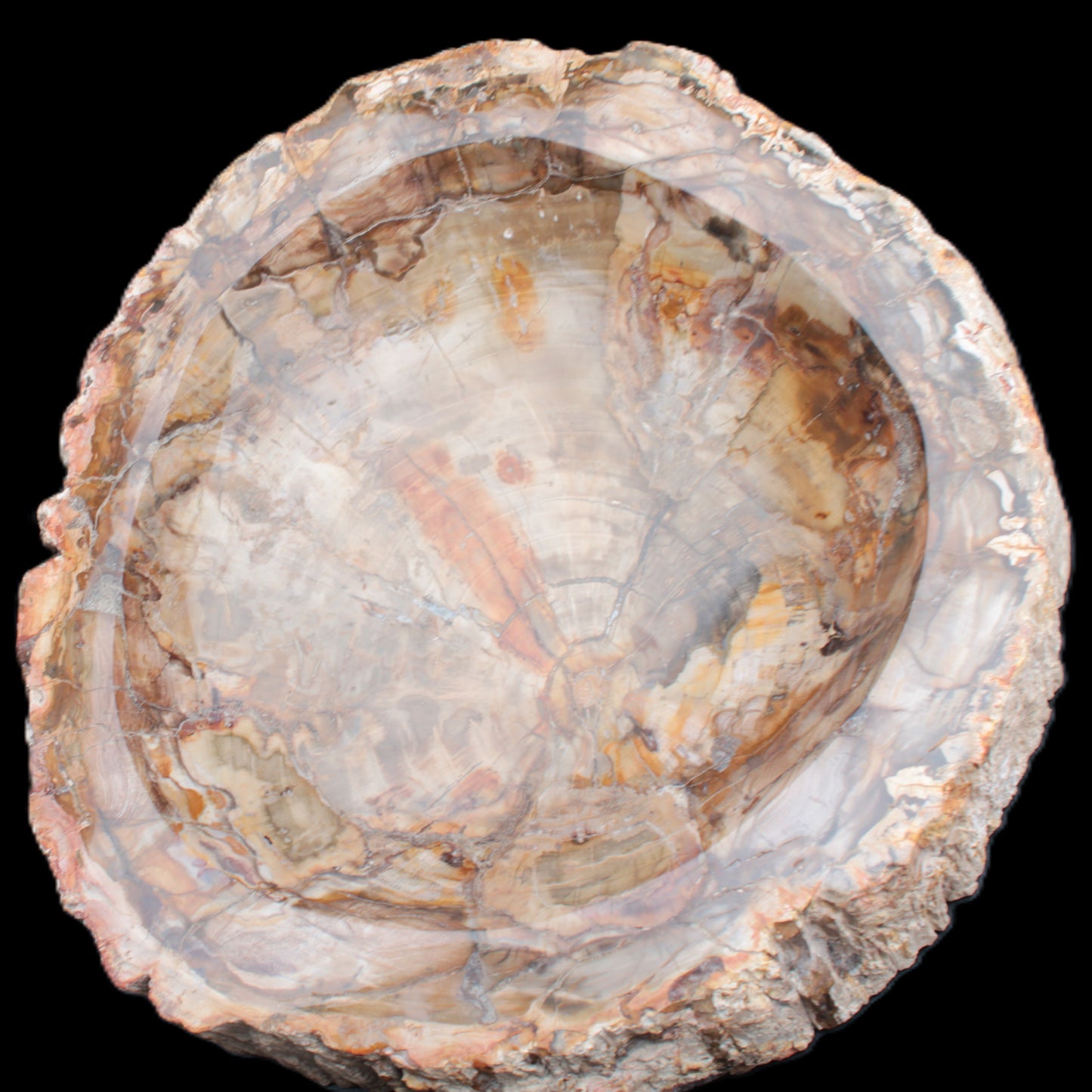 Huge Petrified Wood bowl 295*275*54mm 6100g