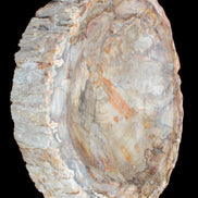 Huge Petrified Wood bowl 295*275*54mm 6100g in sunlight - Rocks and Things Store
