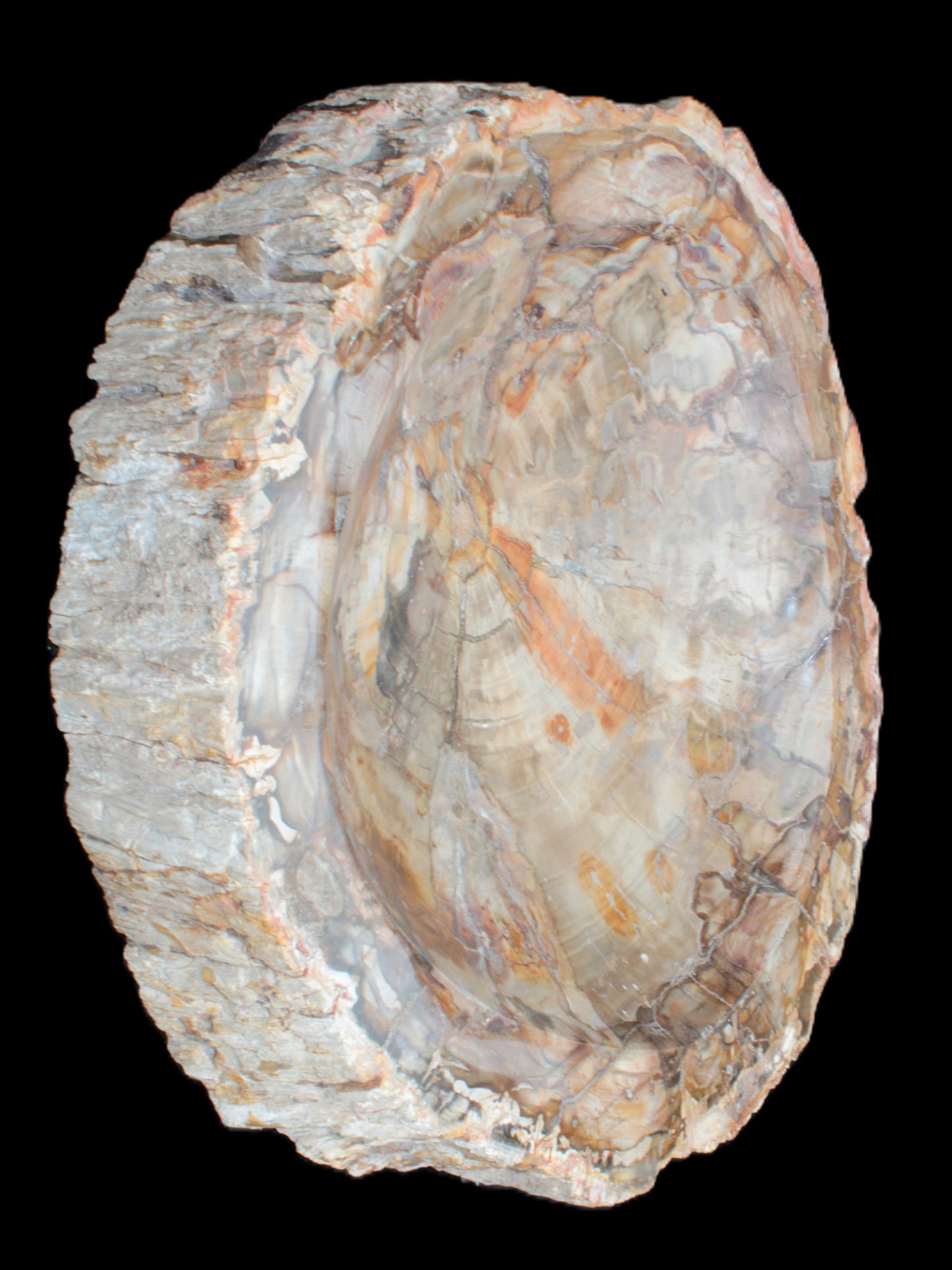 Huge Petrified Wood bowl 295*275*54mm 6100g