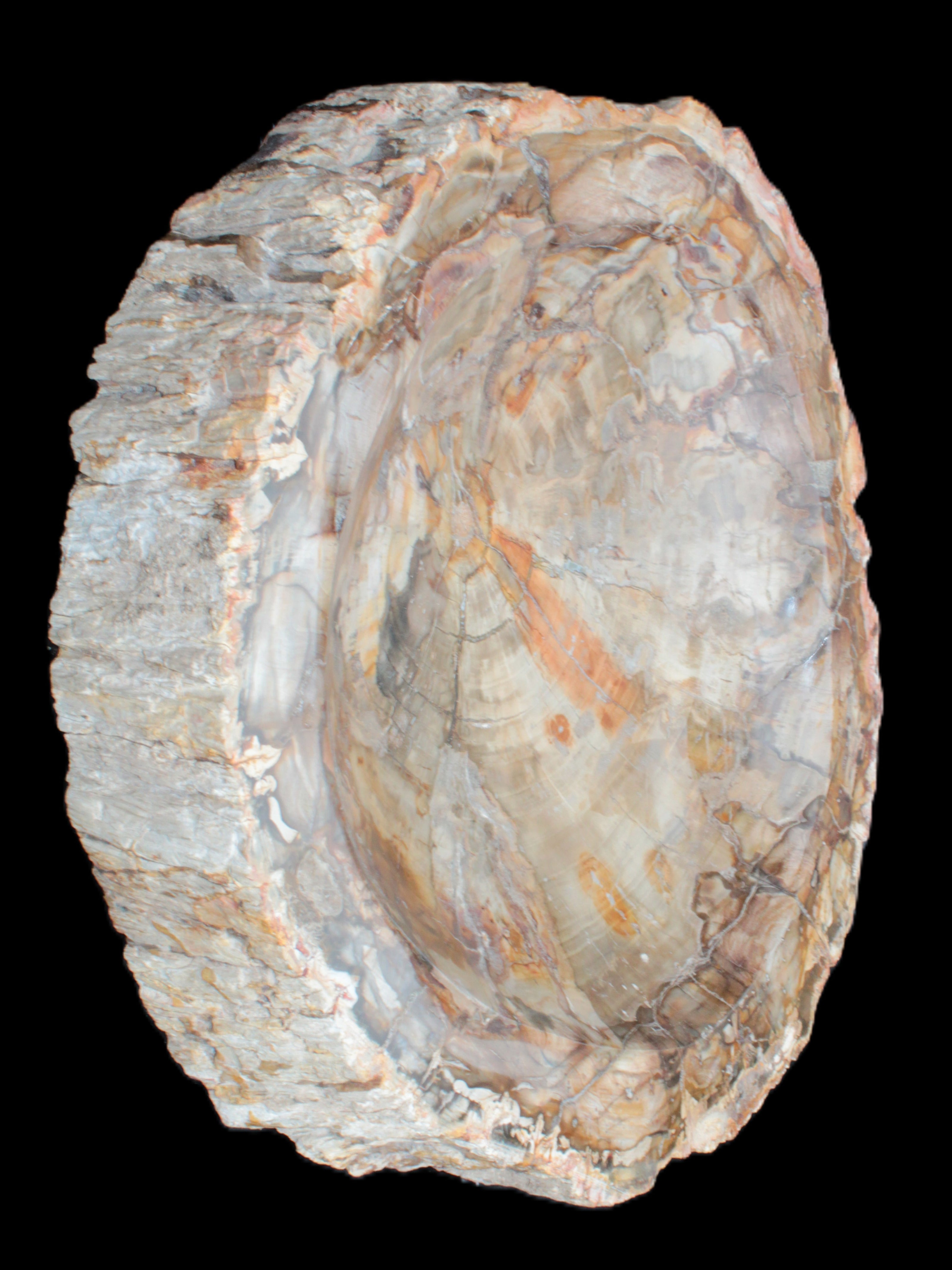 Huge Petrified Wood bowl 295*275*54mm 6100g in sunlight - Rocks and Things Store