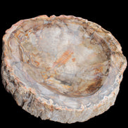 Huge Petrified Wood bowl 295*275*54mm 6100g in sunlight - Rocks and Things Store