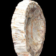 Huge Petrified Wood bowl 295*275*54mm 6100g in sunlight - Rocks and Things Store