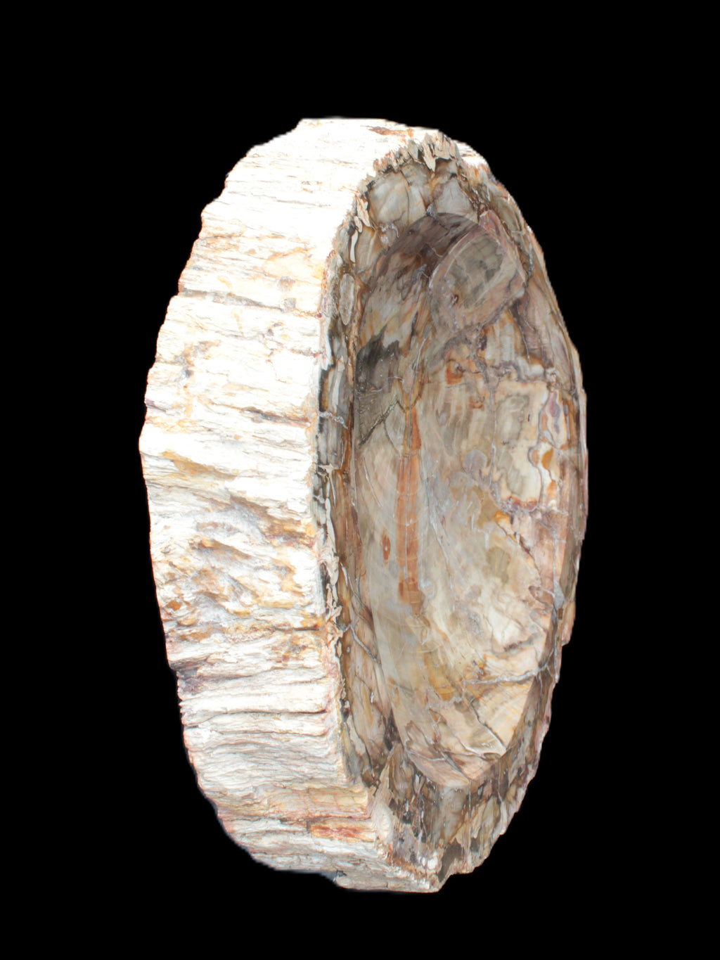 Huge Petrified Wood bowl 295*275*54mm 6100g in sunlight - Rocks and Things Store
