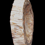 Huge Petrified Wood bowl 295*275*54mm 6100g in sunlight - Rocks and Things Store