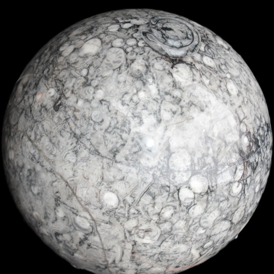 Large Fossiliferous Ammonite and Orthoceras Marble sphere 173mm 7440g in sunlight - Rocks and Things Store