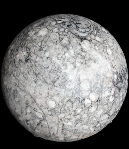 Large Fossiliferous Ammonite and Orthoceras Marble sphere 173mm 7440g