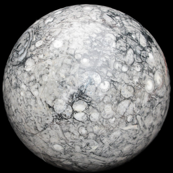 Large Fossiliferous Ammonite and Orthoceras Marble sphere 173mm 7440g in sunlight - Rocks and Things Store