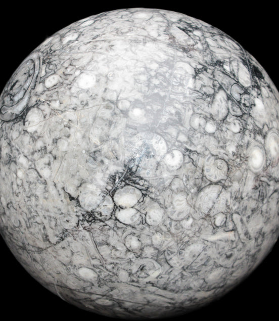 Large Fossiliferous Ammonite and Orthoceras Marble sphere 173mm 7440g