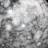 Large Fossiliferous Ammonite and Orthoceras Marble sphere 173mm 7440g