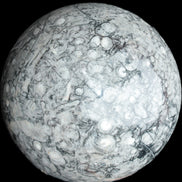 Large Fossiliferous Ammonite and Orthoceras Marble sphere 173mm 7440g