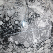 Large Fossiliferous Ammonite and Orthoceras Marble sphere 173mm 7440g