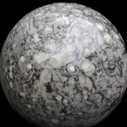 Large Fossiliferous Ammonite and Orthoceras Marble sphere 173mm 7440g