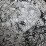 Large Fossiliferous Ammonite and Orthoceras Marble sphere 173mm 7440g